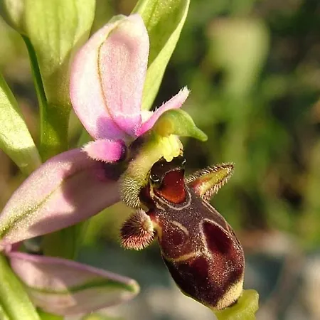 Casa Bi Rosario - Quinta Amoreira 4*
