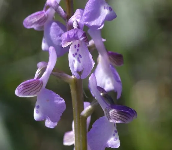Casa Bi Rosario - Quinta Amoreira بيت ضيافة 4*