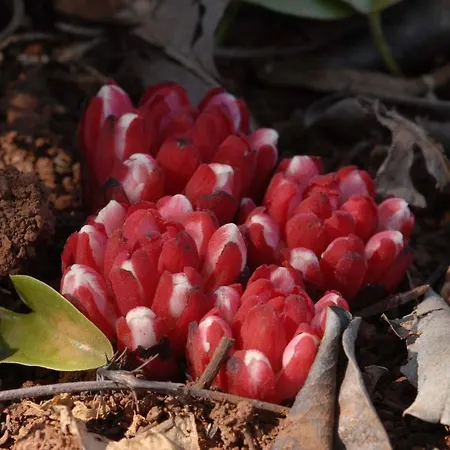 Casa Bi Rosario - Quinta Amoreira Maison d'hôtes 4*